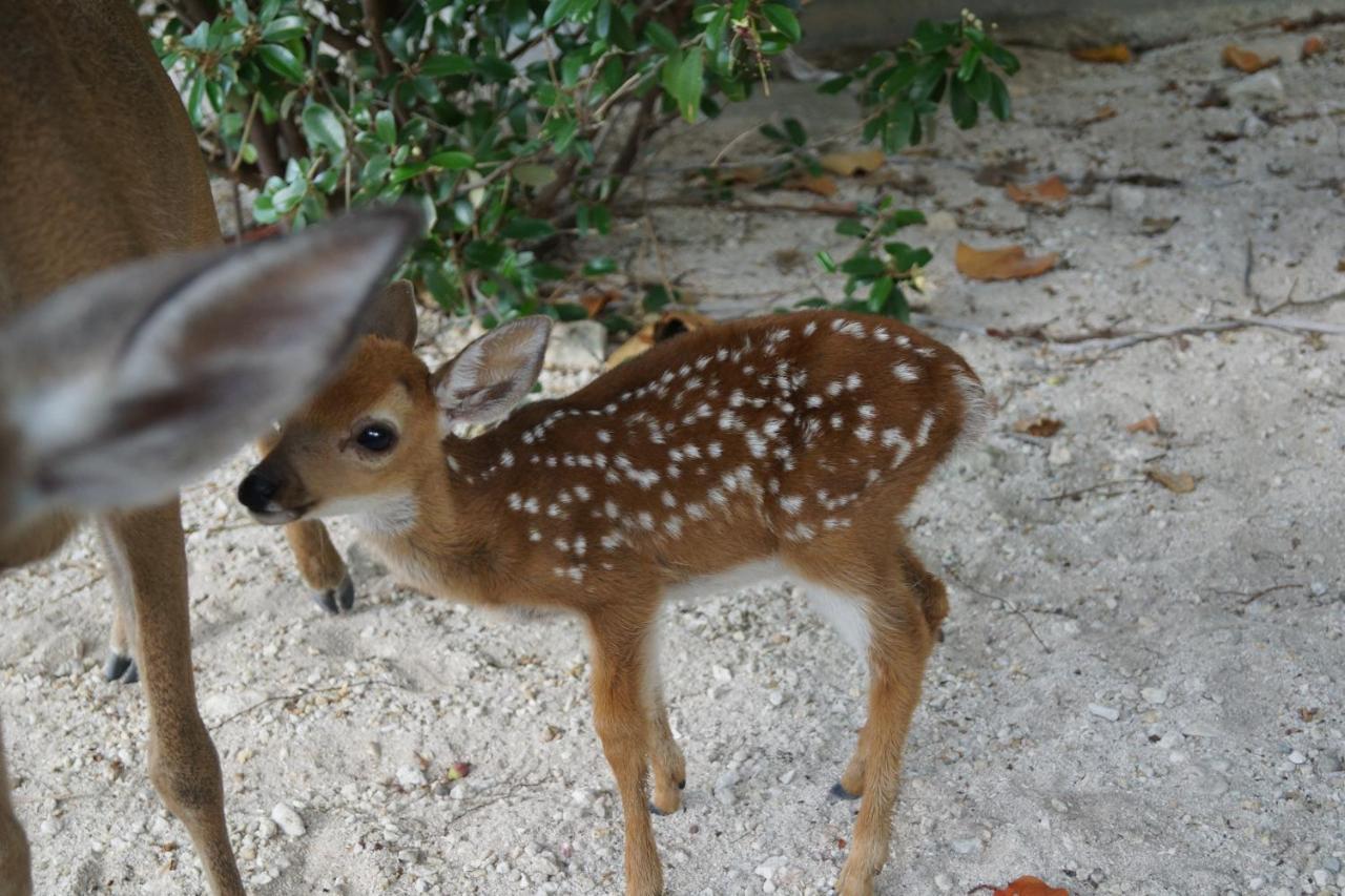 Deer Run On The Atlantic Couette-café 3*
